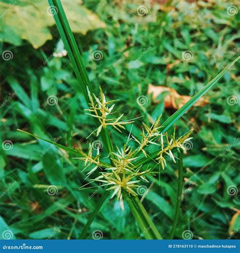 Cyperus Esculentus the Wild Grass Stock Photo - Image of fresh, grass: 278163110