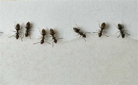 What Are These Big Black Ants In My House at David Oldham blog