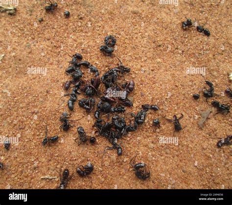 African stink ant (Paltothyreus tarsatus) Insecta Stock Photo - Alamy