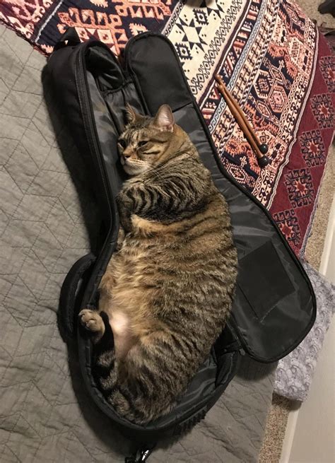 “I just heard that violin strings are called catgut...we need to talk ...