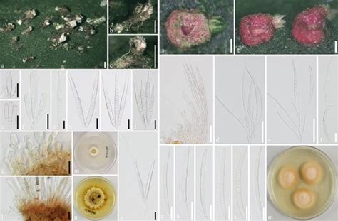 （科学网）科研人员发现4种虫生真菌-四川农业大学新闻网