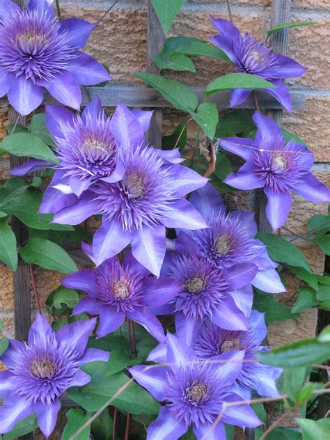 White Swan Homes and Gardens: Gardening Naturally With Clematis ...
