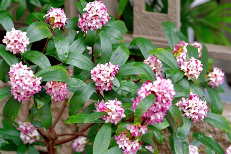 Showy Flowering Evergreen Shrubs Crossword | Best Flower Site