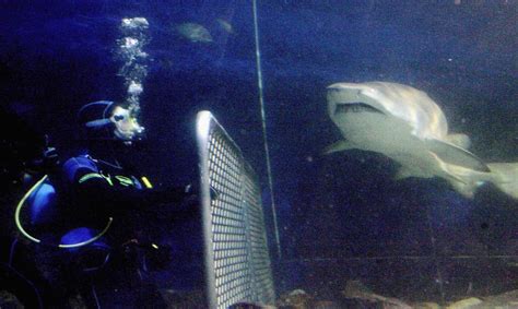 Image result for Shark Week 2016