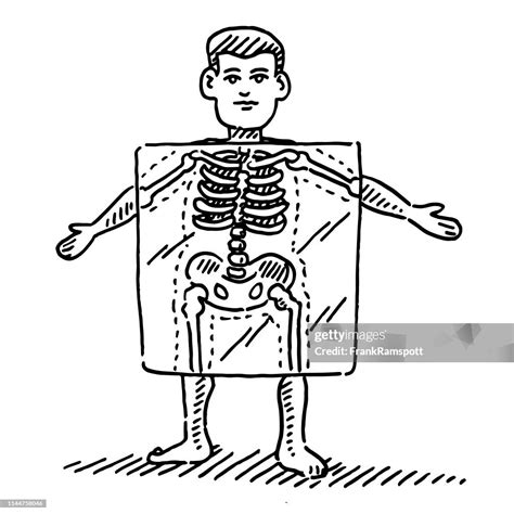 Cartoon Human Figure Xray Skeleton Drawing High-Res Vector Graphic - Getty Images