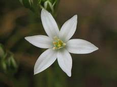 fiori di bach depressione e ansia fiori di bach contro ansia e stress fiori di bach depressione e ansia fiori di bach contro ansia e stress