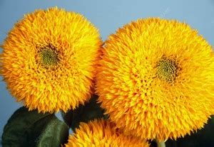 PLANTZON Sunflower Teddy Bear Seed Price in India - Buy PLANTZON ...