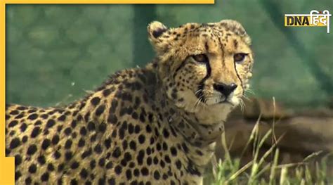 मानसून के बाद आज से खुलेगा Kuno National Park, चीतों के दीदार के लिए अब ...