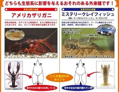 小龙虾不好吃吗？为何日本要禁售？我国也曾咬牙对付小龙虾10多年 - 知乎