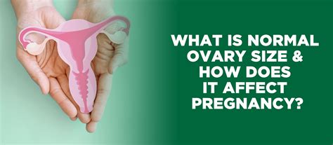 What is Normal Ovary Size & How Does it Affect Pregnancy? – Plan B