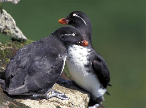 Parakeet Auklets, St. George Island, Pribilofs | FWS.gov