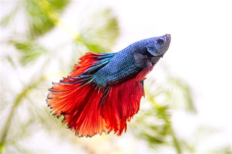 Red Chinese Fighting Fish