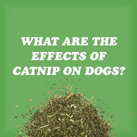 Can Dogs Get High Off Catnip