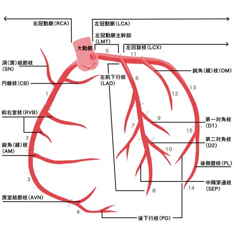 冠動脈のイラスト🎨【フリー素材】｜看護roo![カンゴルー]