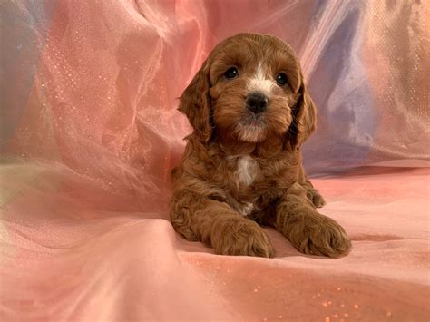 Image result for Dark Red Cockapoo