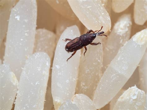 Rice Weevil 的图像结果