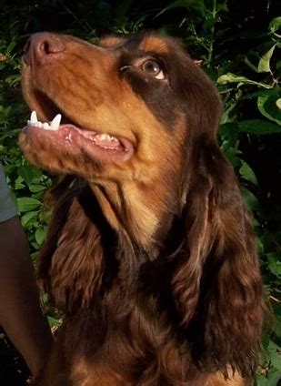 Englisch Cocker Spaniel Welpen mit VDH Pap in schwarz in Neuhausen ...