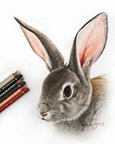 Image result for Cute Bunny Sketches