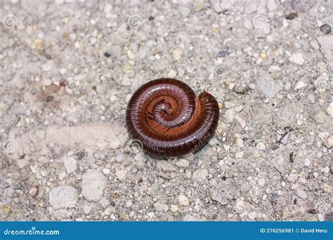 Millipedes Are An Order Of Invertebrates Belonging To The Phylum Arthropoda, Class Myriapoda ...
