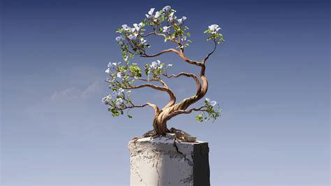 Bonsai Tree Wallpaper,HD Artist Wallpapers,4k Wallpapers,Images,Backgrounds,Photos and Pictures