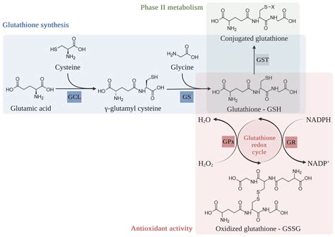 Antioxidant Enzymes in Cancer Cells: Their Role in Photodynamic Therapy ...