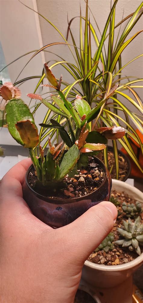 Image result for Exploding Cactus Prank