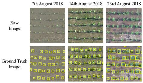 A UAV Open Dataset of Rice Paddies for Deep Learning Practice