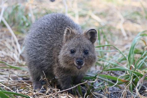 There are never enough quokkas in your life : r/perth