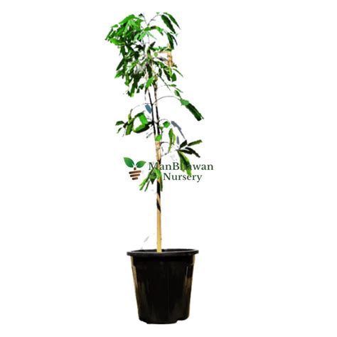 Buy Ashoka Pendula Plant Online | Manbhawan Nursery