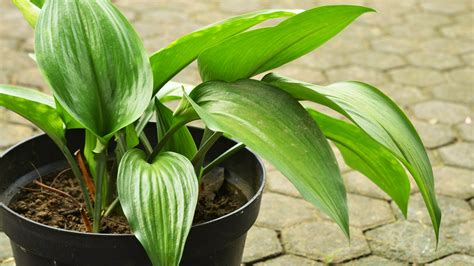 Can Plants Survive Without Sunlight at Eileen Perry blog