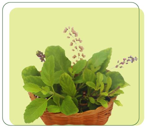 Rosemary Hair Care Products | Kesh King