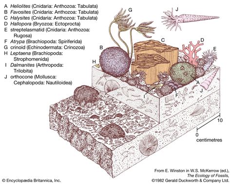 Ordovician Period Environment