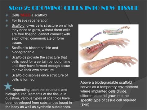 What Is Tissue Engineering 的图像结果