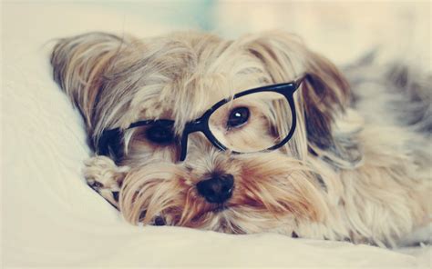 Dog with Glasses Wallpapers - Top Free Dog with Glasses Backgrounds ...