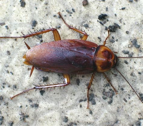 How To Repel Cockroaches With Natural Roach Repellents - All About Roaches