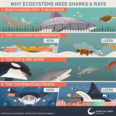 Why ecosystems need sharks & rays - Save Our Seas Foundation