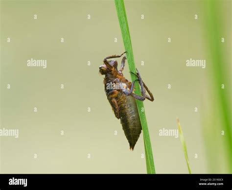 Four Spotted Chaser Dragonfly larvae ready to change Libellula quadrimaculata Garden Pond,Essex ...