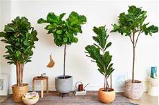 Real Looking Faux Trees by Faux Plants Plants That Look Real Apartment Therapy Real Looking Faux Trees