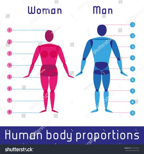 Human Body Measurements And Proportions. Education Illustration ...