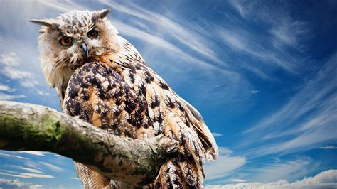 Wallpaper Of Owl
