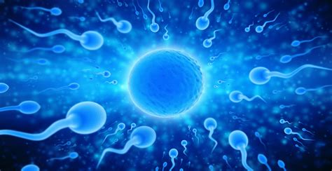 La Reproduction Humaine 的图像结果