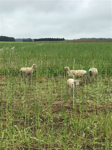 Fall Overgrazing can be Double Trouble | OSU Small Ruminant Team