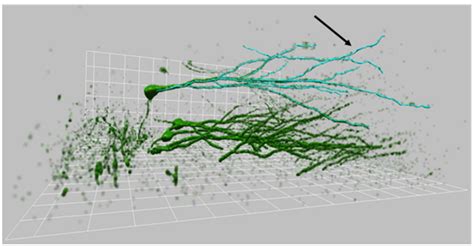 Short-Term, Voluntary Exercise Affects Morpho-Functional Maturation of ...