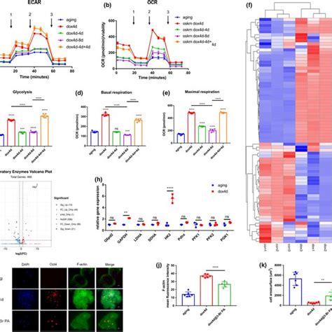 Image result for Partial Reprogramming