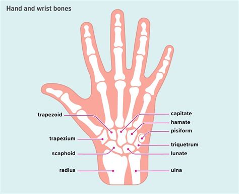 An Easy Guide to the Bones of the Hand and Wrist