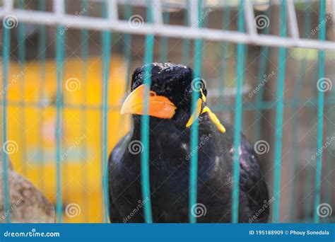 Bird Cage Myna Bird Talking Myna Bird,black Bird Stock Image - Image of ...