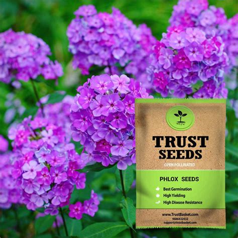 Phlox Seeds (OP) – TrustBasket