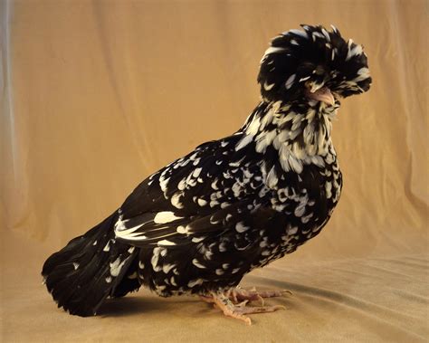 Mottled Houdan Chicken