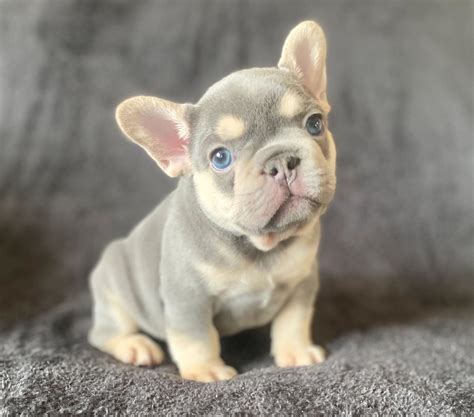 How To Wash French Bulldog Puppy at Kristina Hertz blog