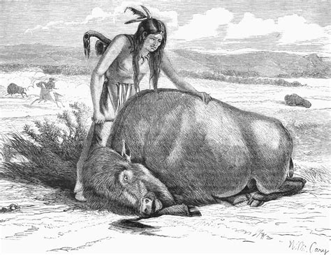 Native Amerians Cutting Buffalo Nnative American Method of Cutting Up ...